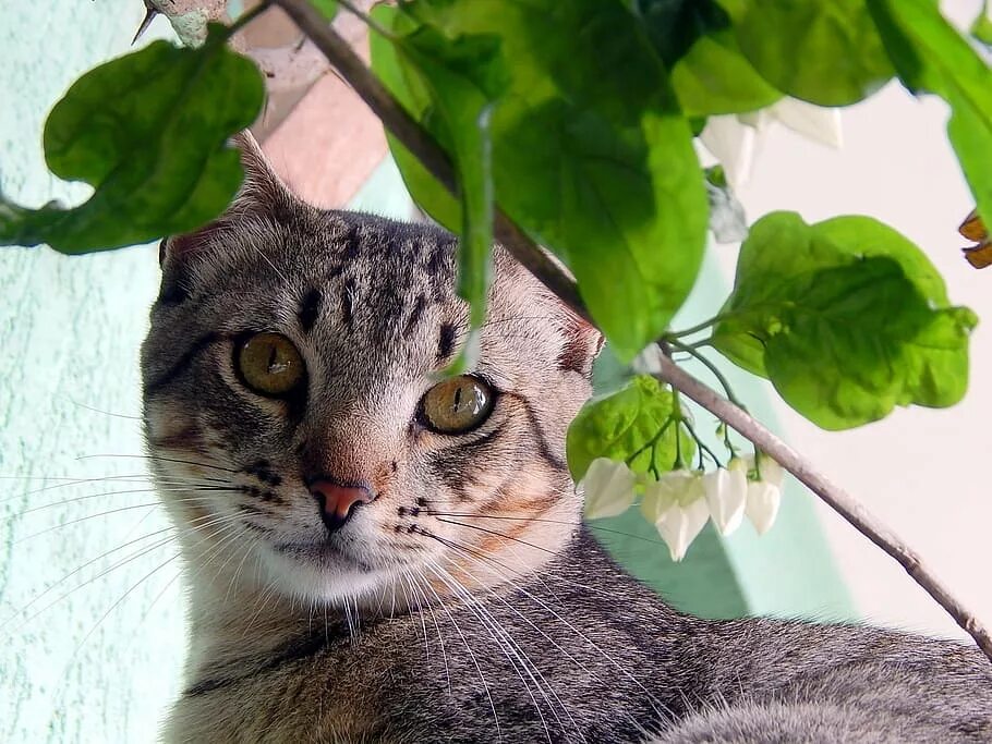 Добрый ли кошки