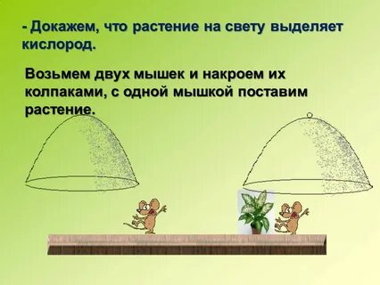 На свету растение выделяет кислород