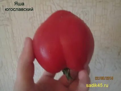 Яша югославский