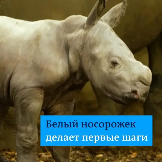 Носорог рождается детеныш. Носорог рождается детеныш