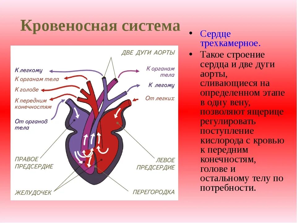 Строение сердца лягушки 7 класс биология. Схема строения сердца амфибий. Строение сердца земноводных. Схема строения кровеносной системы земноводных.