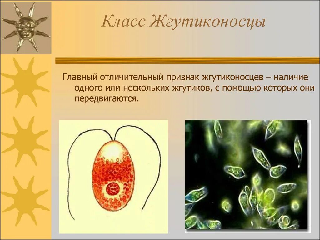 Класс жгутиконосцы простейших. Разнообразие простейших 7 класс Тип жгутиконосцы. Строение жгутиконосцев кратко. Простейшие класс жгутиковые. Основные группы простейших