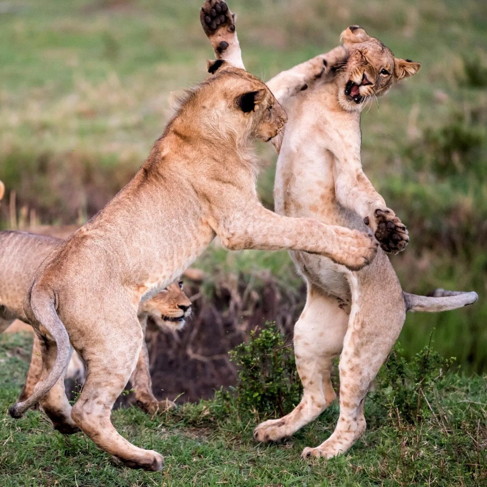 Соперничество самцов. Львы дерутся. Соперничество самцов. Битва львов. Прайд львов охота на буйволов.