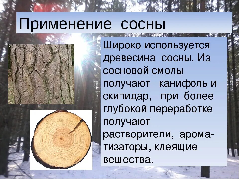 Применение хвойной. Сосна древесина. Хвойная древесина. Сосна применение древесины. Древесина сосны используется.