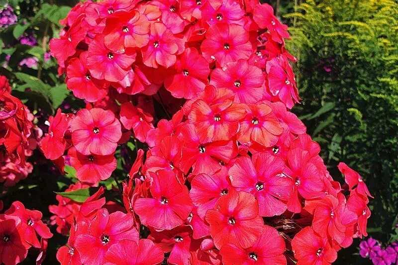 флокс мари. флокс метельчатый мари. флокс мари. флокс мари. флокс мэри.