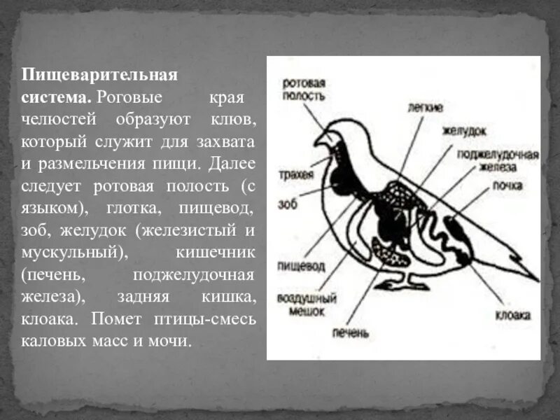 Схема пищеварительной системы птицы биология 7 класс. Класс птицы пищеварительная система. Пищеварительная система класс птицы 7 класс. Пищеварительная система птиц 7 класс.