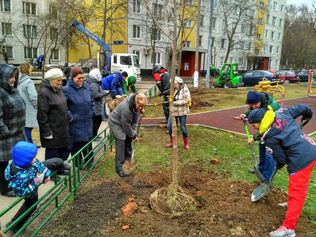 Код на высадку. Миллион деревьев Москва. Деревья во дворах Москвы. Акция миллион деревьев. Посадка деревьев в Москве.