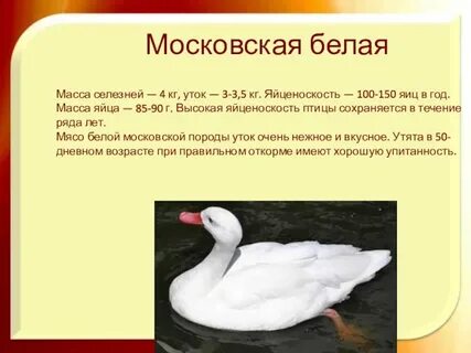 Масса утки