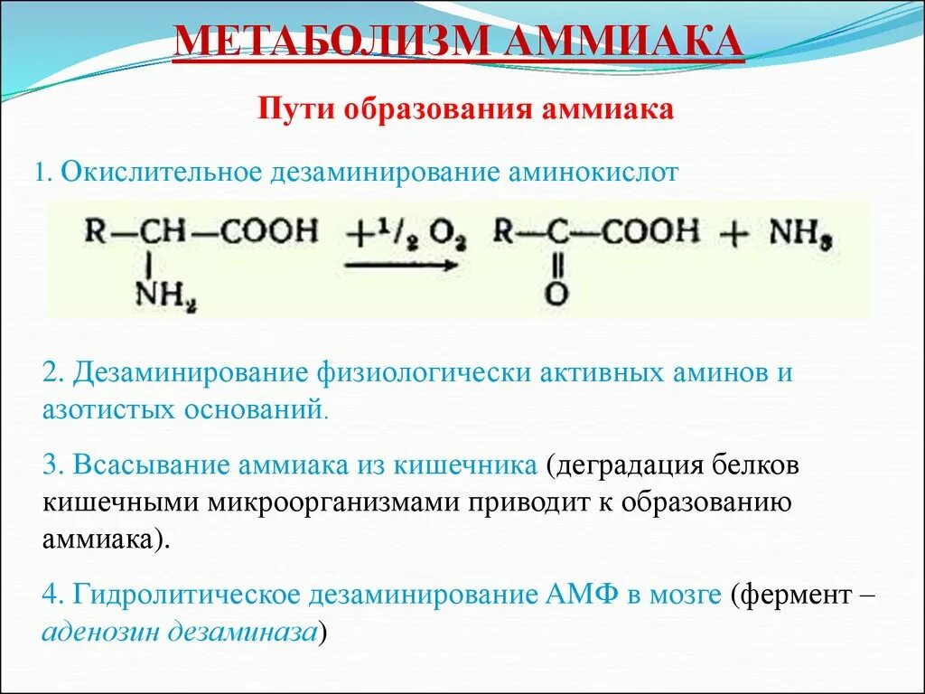 Дезаминирование аминокислот и образование аммиака. Реакция образования аммиака в организме. Пути образования аммиака. Метаболизм аммиака.