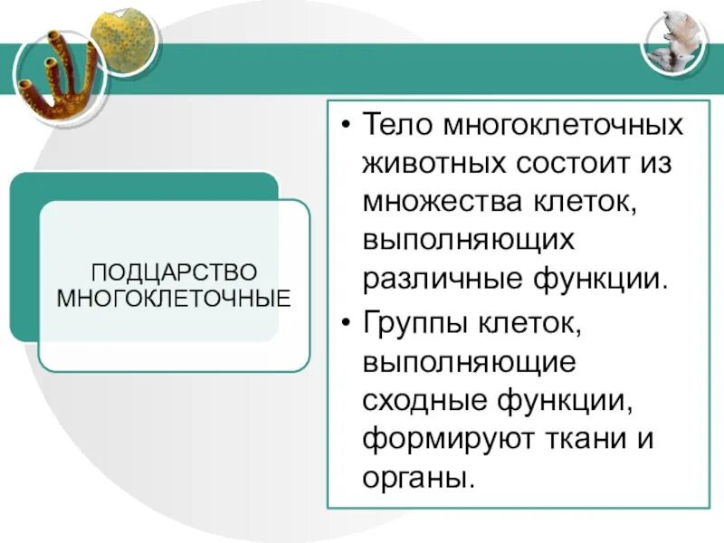 Организмы состоят из множества. Из множества клеток состоит тело. Что состоит из множества клеток. Из множества клеток состоит тело ответы. Все организмы состоят из множества или......... Клеток.