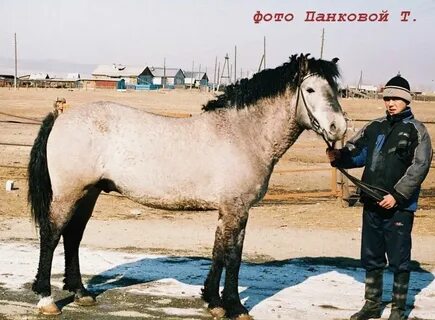 Лошади забайкальский край