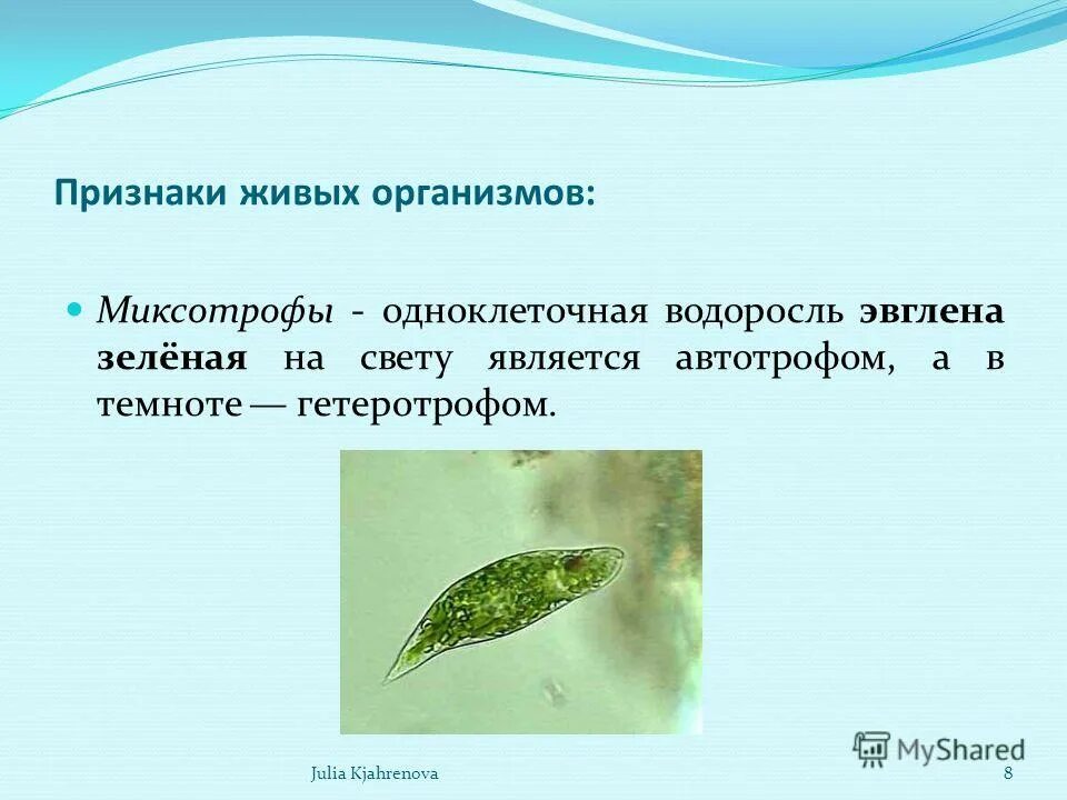 Автотроф одноклеточный организм