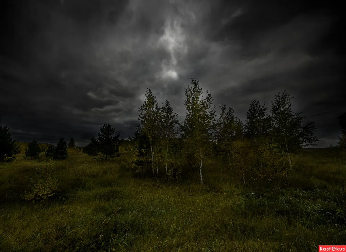 сумрак пейзаж. сумрак фото. мистический лес. ночной лес. сумрак в тумане.