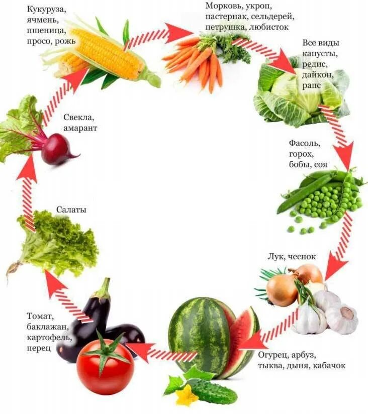 Схема севооборота овощных культур. Севооборот на огороде таблица посевов. Схема севооборота овощных культур на огороде. Севооборот, схема севооборота. Какой овощ после какого сажать