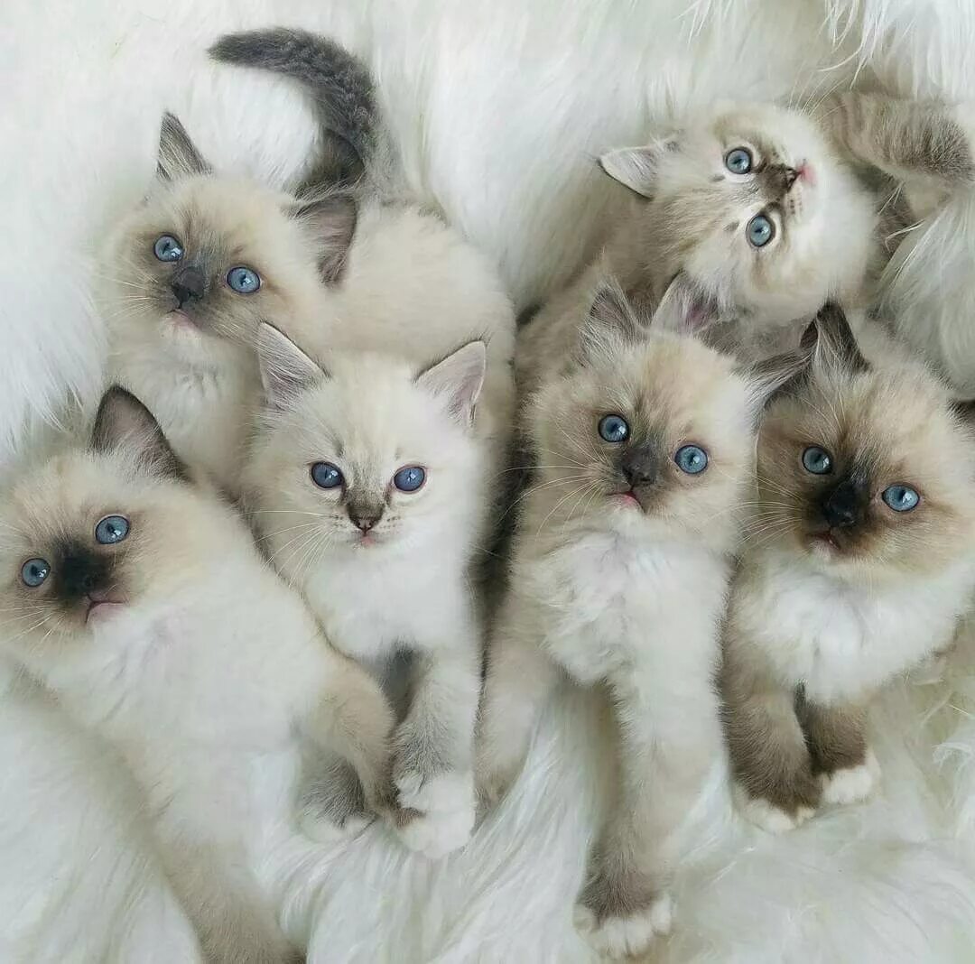 Много котят разных. Рэгдолл котята. сиамский рэгдолл. сиамский кот рэгдолл. сиамская кошка рэгдолл.