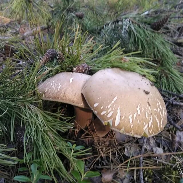 Боровики,подберёзовик,подосиновик. Гриб боровик маслята белый гриб. Гриб боровик и лисички. Маслёнок, подосиновик, боровик, лисичка:. Грибы лисички маслята подосиновики.