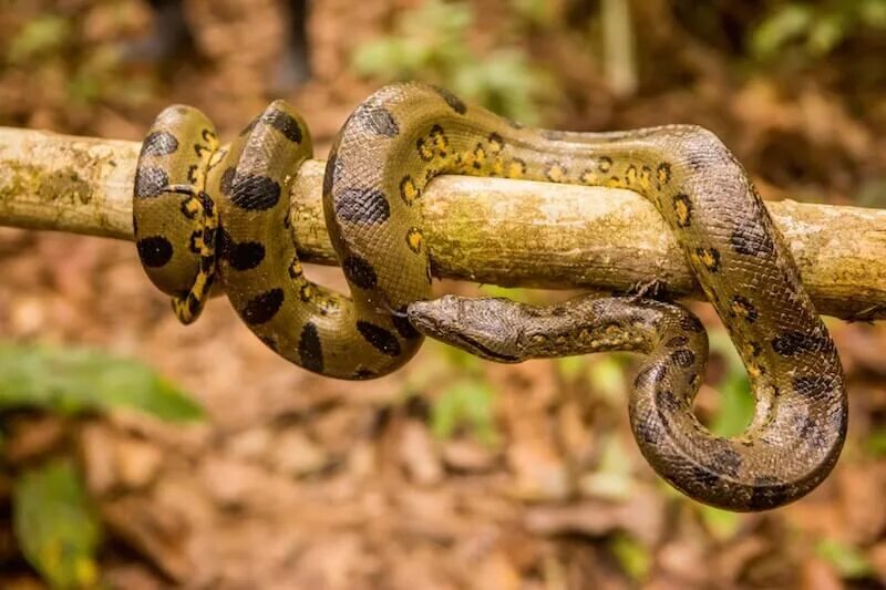 Пашаян анаконда. Анаконда змея. Анаконда eunectes murinus. Зеленая Анаконда. Змея зеленая Анаконда.