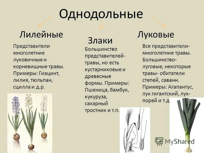 Трехчленный тип строения цветка однодольные или двудольные. Характеристика семейство Лилейные семейство злаки. Семейство однодольных семейство однодольных. Таблица семейство однодольных растений семейства луковых. Семейство однодольных растений луковые.