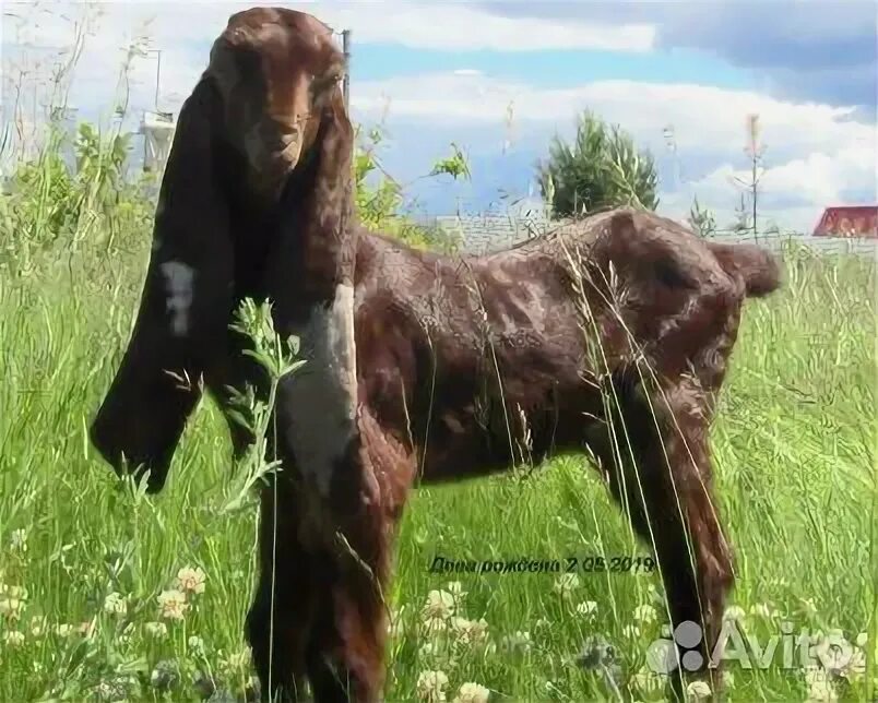 Авито камори. Нубийские козы Камори. Козел породы Камори 50%. Нубийские козы Камори авито. Козы Камори фото.