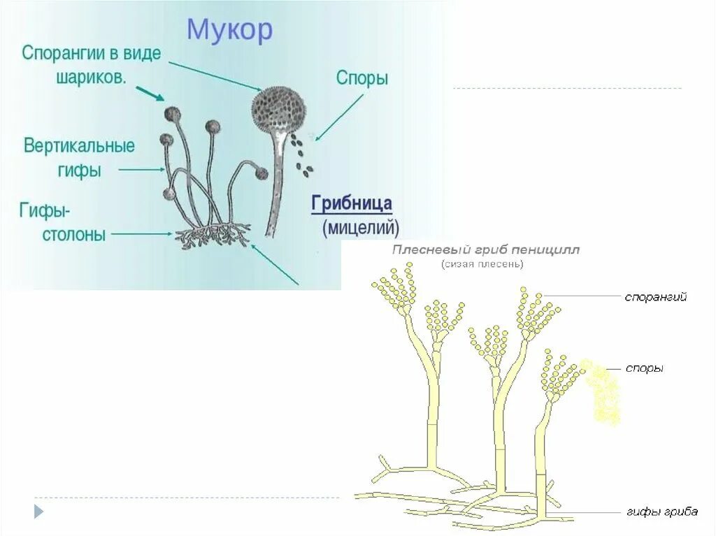 Мукор образует. Строение плесневого гриба пеницилла. Спорангии пеницилла. Строение плесневого гриба мукора. Строение гриба мукора.