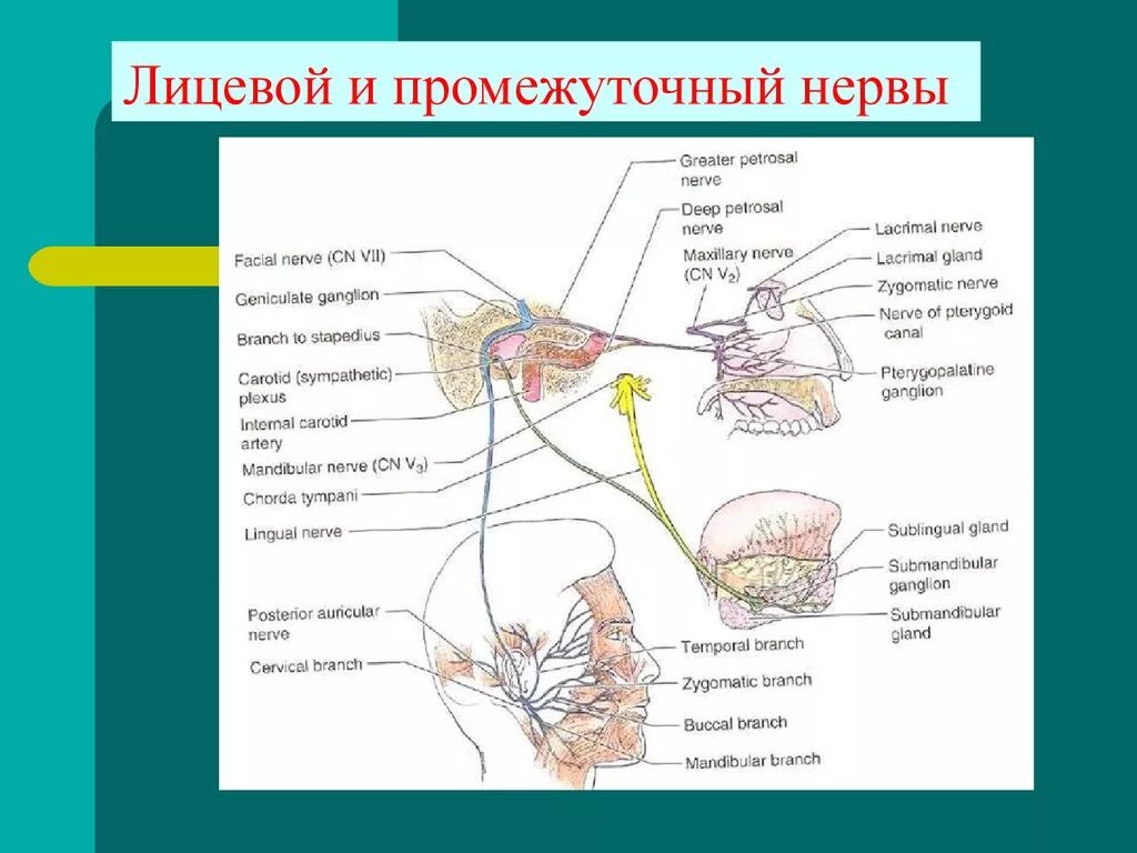 Промежуточный нерв лицевого нерва анатомия. Лицевой нерв (промежуточно-лицевой нерв VII пара). Промежуточный нерв иннервирует. Лицевой и промежуточный нервы. Нервы лицевой области