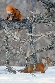Природа животные зимой