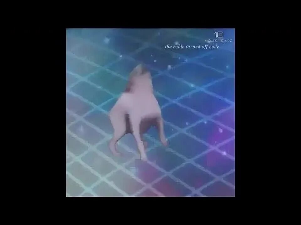 Собака танцует под музыку мем Stuart the Dancing Dog Goes All Gangster YouTube