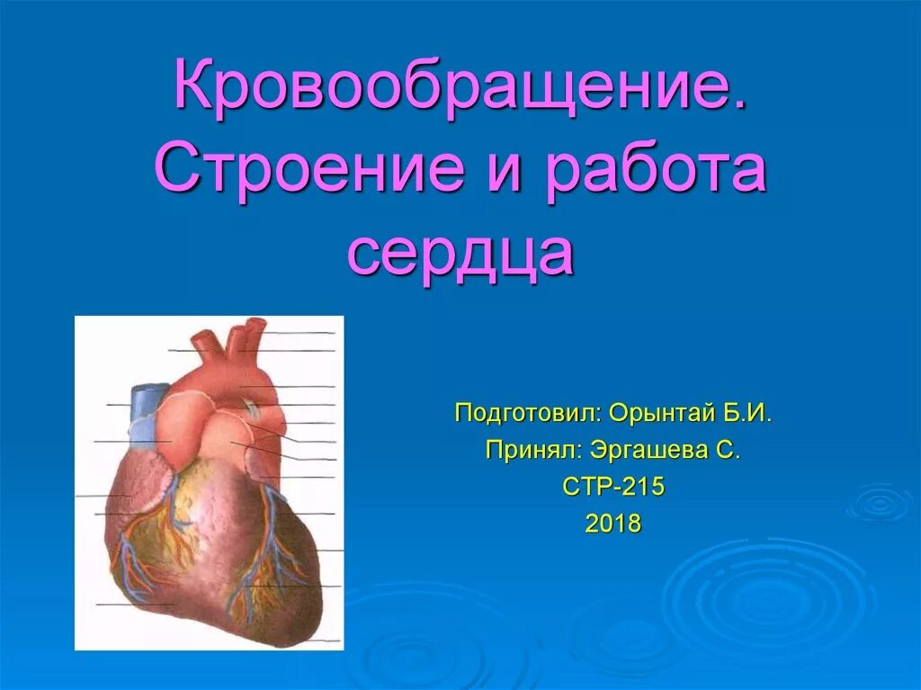 Строение сердца. Строение сердца человека. Сердце орган кровообращения. Строение и работа сердца.