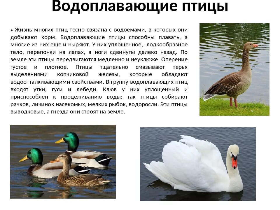 Водоплавающей птицей является