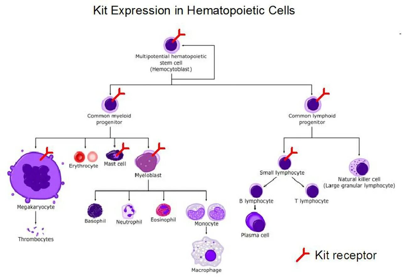 Гемопоэз схема кроветворения лимфоцитопоэз. Схема кроветворения стволовая клетка. Схема дифференцировки клеток эритропоэза. Схема образования клеток крови. Стволовая клетка крови