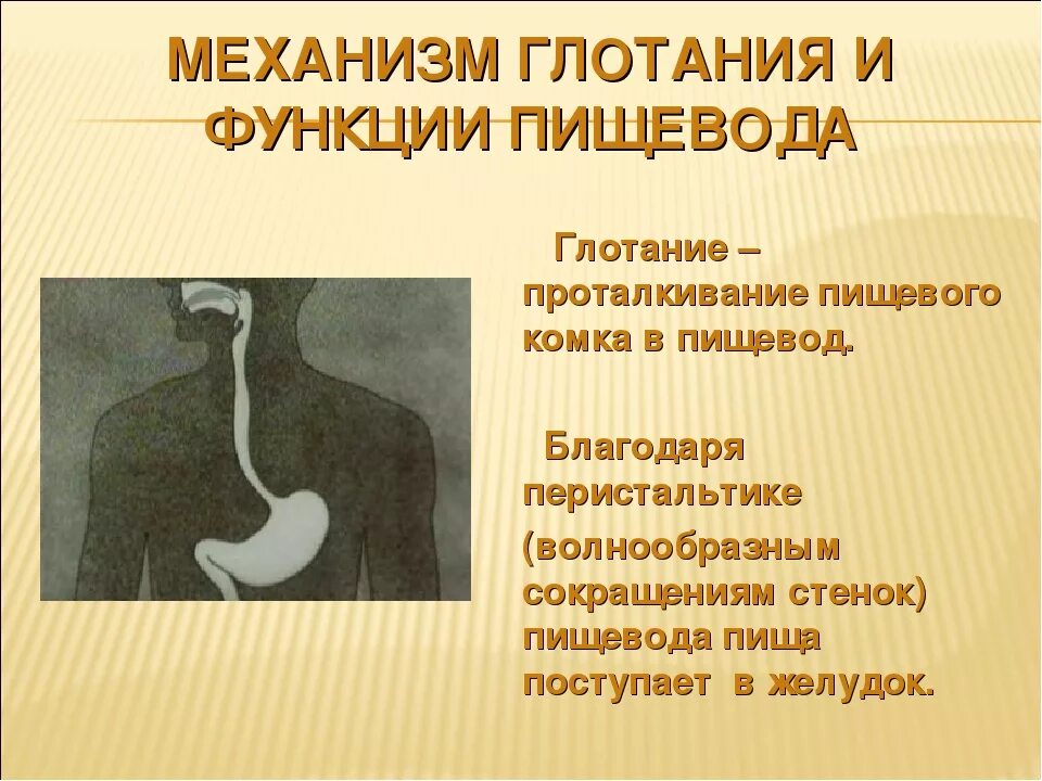 Какую функцию выполняет пищевод. Функции пищевода. Глотание пищевого комка. Процессы происходящие в пищеводе. Функции пищевода в пищеварительной системе.