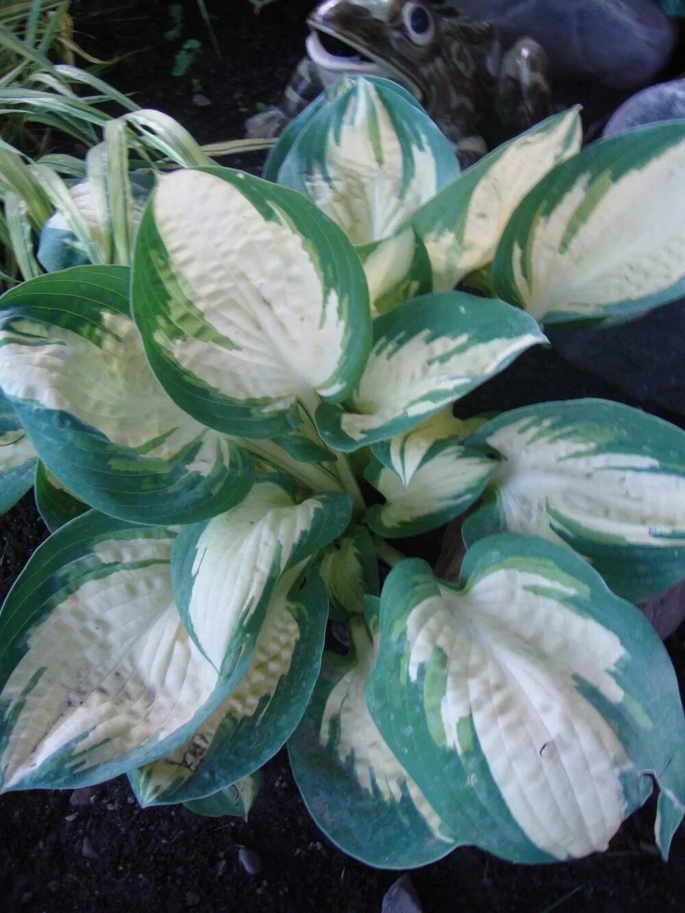 Hosta Popcorn. Хоста гибридная попкорн. Хоста гибридная (сорт 'Popcorn'). Хоста гибридная (сорт 'Popcorn') (Тип к.