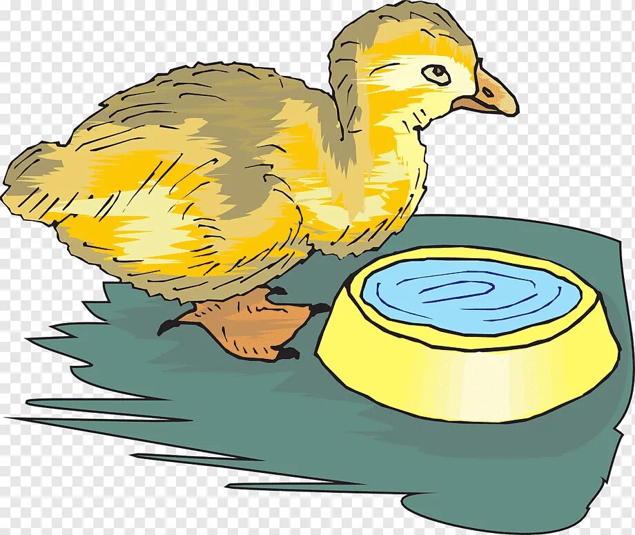 Курица пьет воду. Утка клипарт на прозрачном фоне. Уточка клипарт. Еда для уточки. Утенок для детей.
