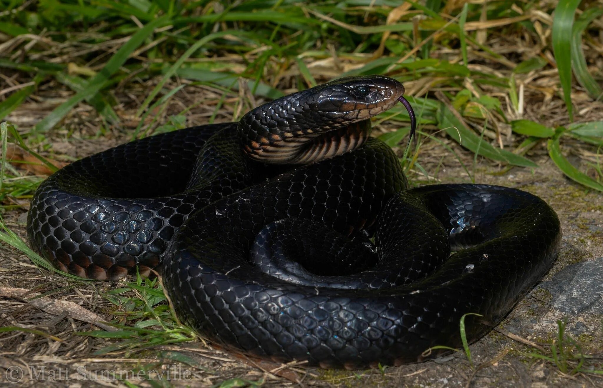 Ехидны змеи. Черная ехидна змея. Черная ехидна Pseudechis porphyriacus. Краснобрюхая черная змея. Ехидна ядовитая змея.