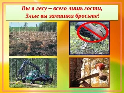 Как и почему нужно охранять леса
