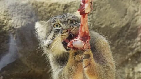 Вкусняшка - pikabu.monster