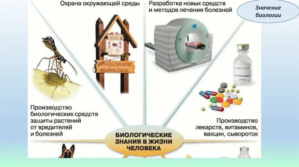 Значение биологии биологических знаний. Биологические знания в жизни человека. значение биологии в жизни человека. значение биологических знаний. значение биологии в жизни современного человека.
