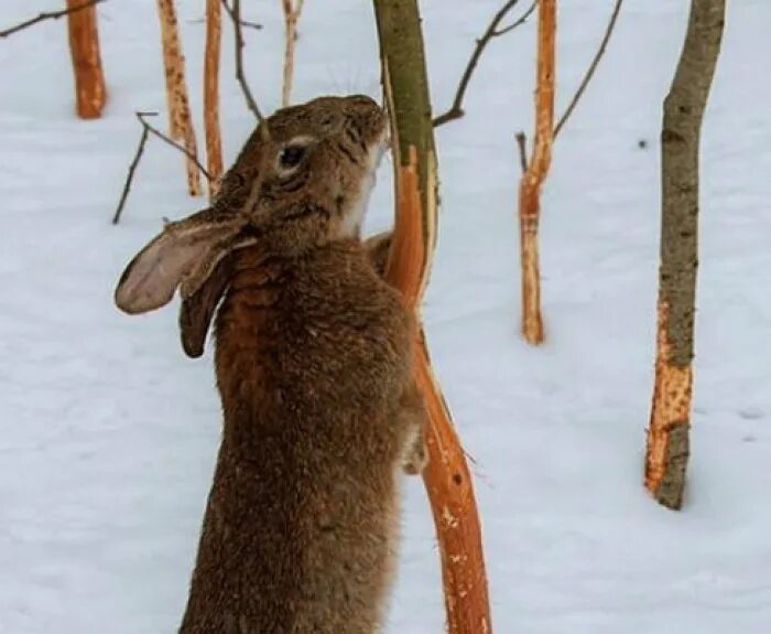 Заяц ест кору деревьев. Зайцы объели кору. Зайцы обгрызли кору. Заяц обгрыз яблоню