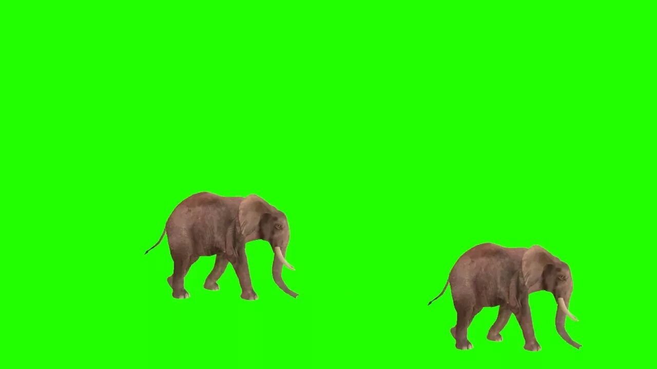 Хромакей животные. Слон на хромакее. Смешное животное на хромакее. Животные с фоном хромакей. Слон на зеленом фоне.
