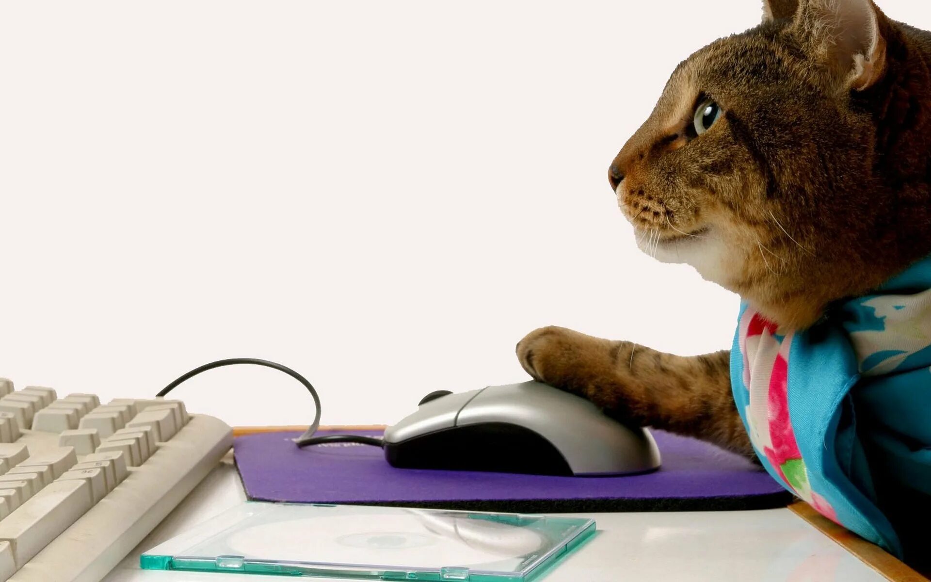 Кот и компьютер. Кот за компьютером. Котик за компьютером. Кошка и компьютер.
