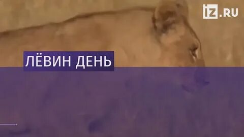 Лев отметил