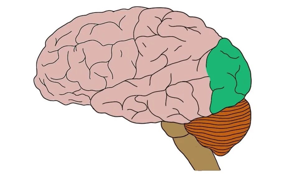 Прецентральная извилина головного мозга. Задние доли мозга