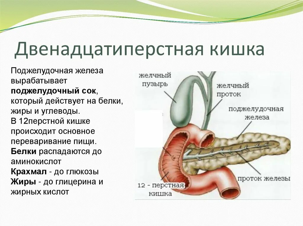 Желудок и 12 перстная кишка расположение. 12 Перстная кишка печень поджелудочная железа. Расположение 12 перстной кишки. Строение 12 перстной кишки кратко. 12 п кишка