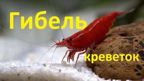 Почему умирают креветки