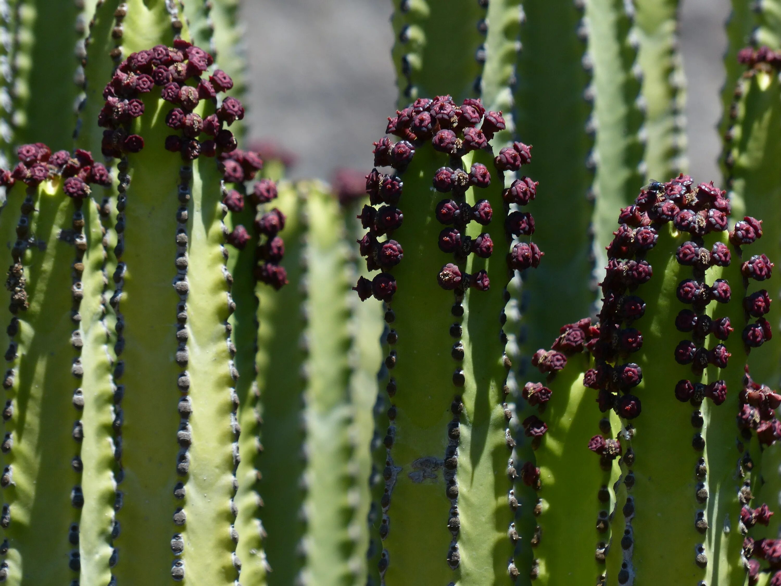 Молочайные. Эуфорбия Канариенсис. Молочай Канарский Euphorbia canariensis. Эуфорбия молочай. Кактус молочай трехгранный.