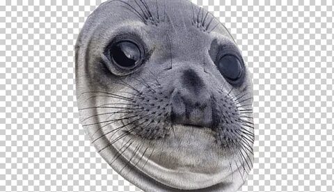 Sea meme