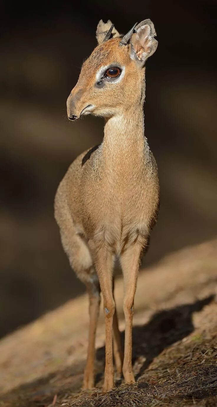 Being a dik 0.8 3