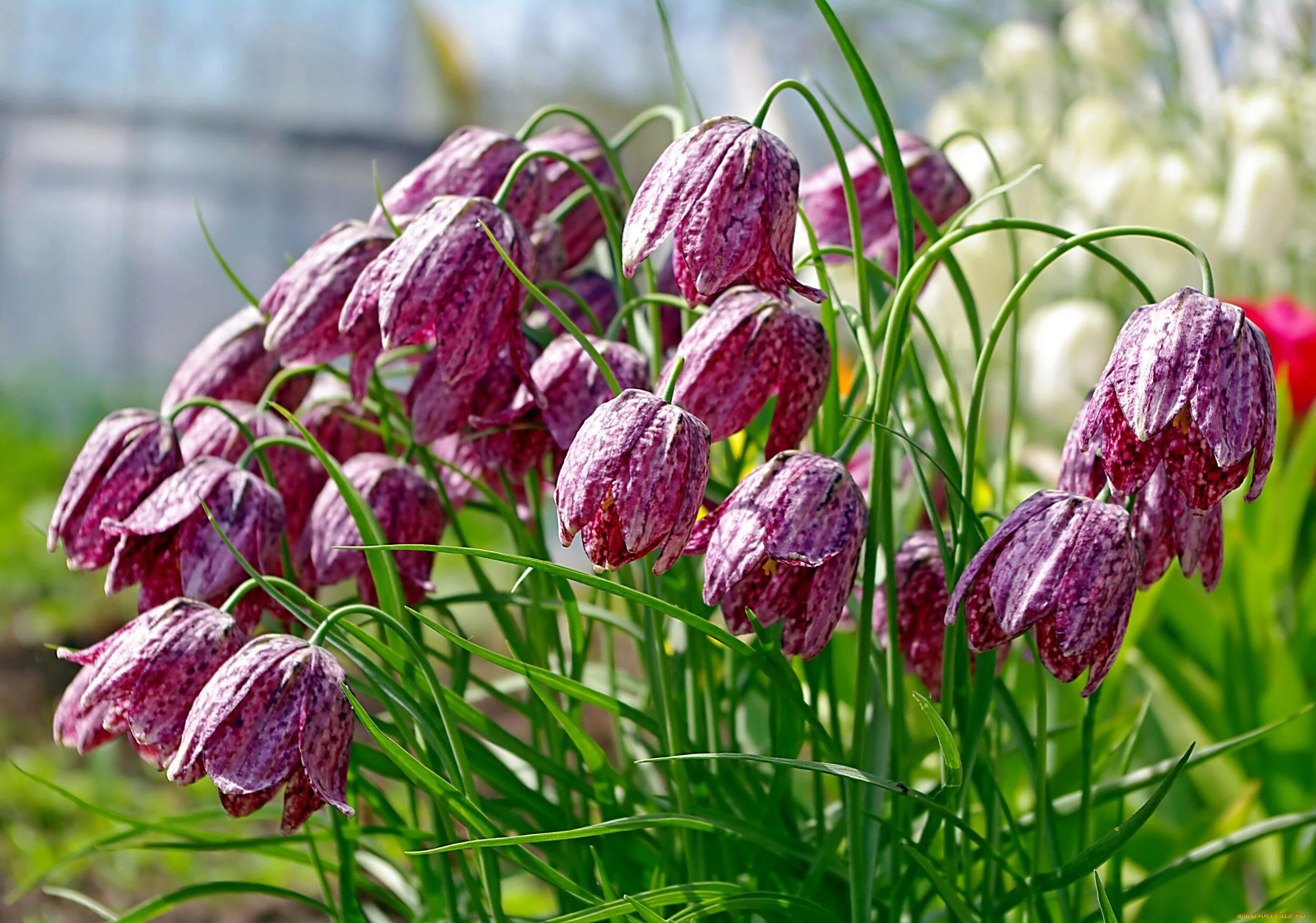 Рябчик малый — Fritillaria meleagroides. Рябчик фритиллярия. Рябчик русский Fritillaria ruthenica. Цветок фритиллярия рябчик. Колокольчик занесена в красную