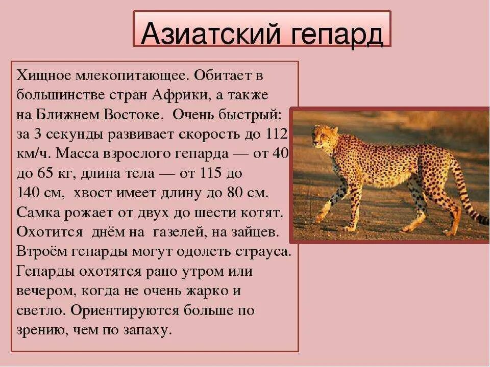 Интересные факты про млекопитающих. Азиатский гепард из красной книги краткое описание. Азиатский гепард красная книга краткое описание. Доклад о гепарде. Доклад о животных.