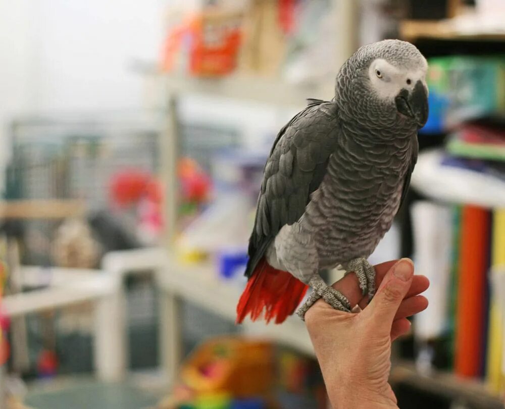 Какие попугаи умнее. Умный попугай. Попугай жако краснохвостый. Умный попугай. Амазон попугай серый.